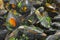 Ocean and mediterranean sea delicacy: fantastic closeup of fresh tasty mussels with olive oil, chili pepper and parsley dressing