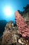 Ocean and prickly tube sponge