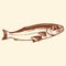 Ocean's Bounty - Vintage Fish Vector Illustration