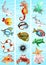 Ocean Sea Animal Background