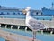 Ocean seagull perched on a wooden railing