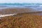 Ocean Seaweed Marine Plants Beach