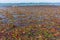 Ocean Seaweed Marine Plants Shoreline