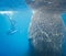 Ocean snorkeling whale shark