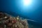 Ocean, sun and cornetfish
