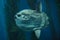 Ocean sunfish Mola mola