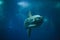 Ocean sunfish Mola mola