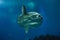 Ocean sunfish Mola mola