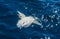 Ocean sunfish on the surface of the water