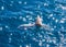 Ocean sunfish on the surface of the water