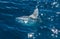 Ocean sunfish on the surface of the water