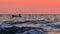 Ocean sunrise. Fisherman sailing with boat on ripple waves