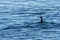 Ocean Swimming Cape Cormorant Bird Phalacrocorax capensis