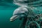 Ocean Tragedy: Dolphin Caught in Fishing Net.