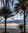 Ocean view with mountain silhouette at sunset framed by tall palm trees