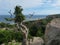 An ocean view with the old half-bald clumsy tree and the huge stone