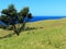 Ocean view over rolling hills with cows in green pastures