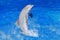 Ocean wave with animal. Bottlenosed dolphin, Tursiops truncatus, in the blue water. Wildlife action scene from ocean Dolphin