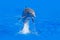 Ocean wave with animal. Bottlenosed dolphin, Tursiops truncatus, in the blue water. Wildlife action scene from ocean nature. Dolph