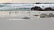 Ocean waves and sandpiper birds run on beach, small sand piper plover shorebird.