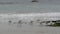 Ocean waves and sandpiper birds run on beach, small sand piper plover shorebird.