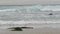 Ocean waves and sandpiper birds run on beach, small sand piper plover shorebird.