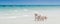 Ocean, white beach blue sky sand sun sunny day relaxation landscape design postcard calendar dogs play and splash on