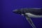 Oceanic Elegance: Stunning Underwater Snapshot of a Humpback Whale