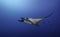 Oceanic Manta Ray