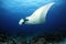 Oceanic Manta Ray over Reef
