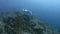 Oceanic Manta Ray in Raja Ampat 4k