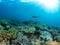 Oceanic Manta Ray, Raja Ampat, Indonesia