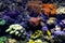 Oceanic sealife aquarium with mosaic of many species of colorful