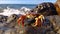 Oceanic Serenity: Captivating Crab on Rocky Perch Amidst Tides.