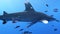 An Oceanic white tip shark