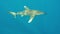 The oceanic white-tip shark, Carcharhinus longimanus.