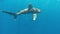 The oceanic white-tip shark, Carcharhinus longimanus.