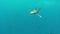 The oceanic white-tip shark, Carcharhinus longimanus.