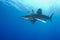 Oceanic White Tip shark (Carcharinus longimanus)