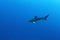 Oceanic White Tip shark (Carcharinus longimanus)