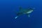 Oceanic White Tip shark (Carcharinus longimanus)