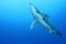 Oceanic White Tip shark (Carcharinus longimanus)