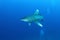 Oceanic White Tip shark (Carcharinus longimanus)