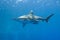 Oceanic white-tip shark in the sea