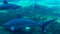 Oceanic white tip sharks in aquarium