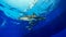 Oceanic whitetip Shark