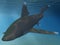 Oceanic whitetip shark