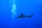 Oceanic whitetip shark