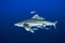 Oceanic whitetip shark with pilot fish