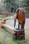 Oceanside Wooden carving of Heron eating Salmon